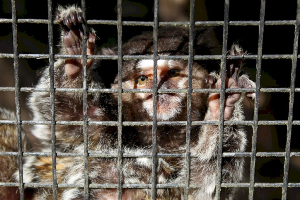 Mantenedouro São Braz precisa da ajuda da comunidade para construção de ambulatório