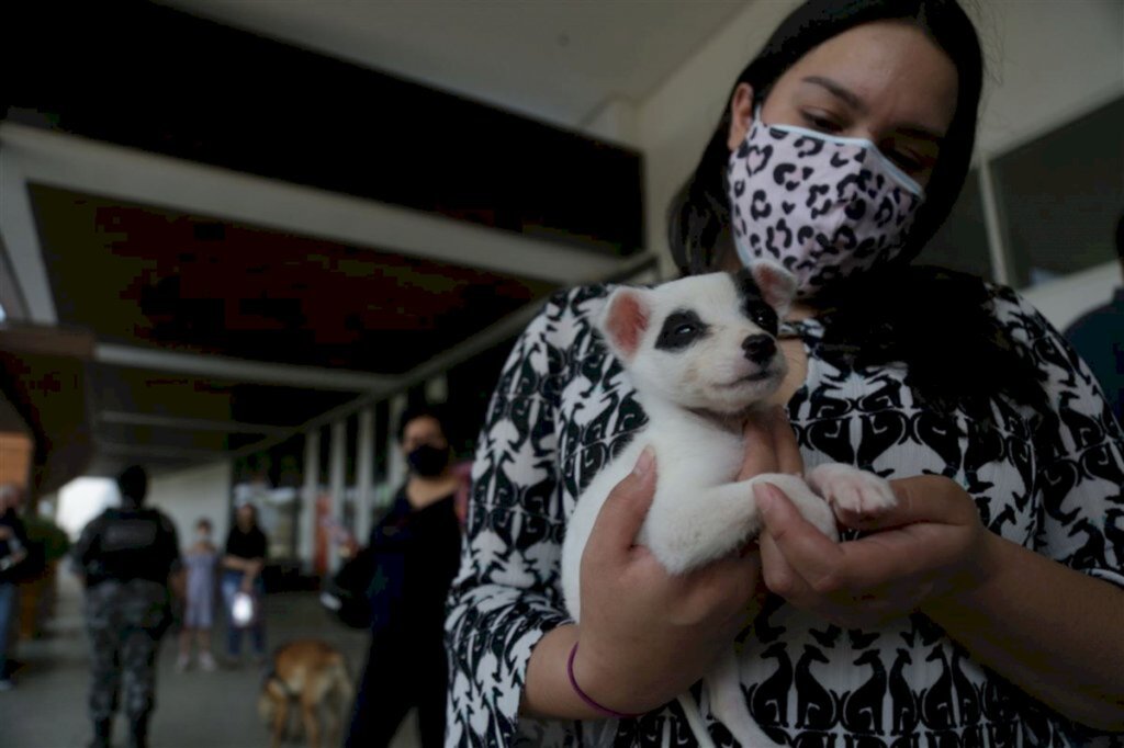 VÍDEO: cães participam de feira de adoção em Santa Maria