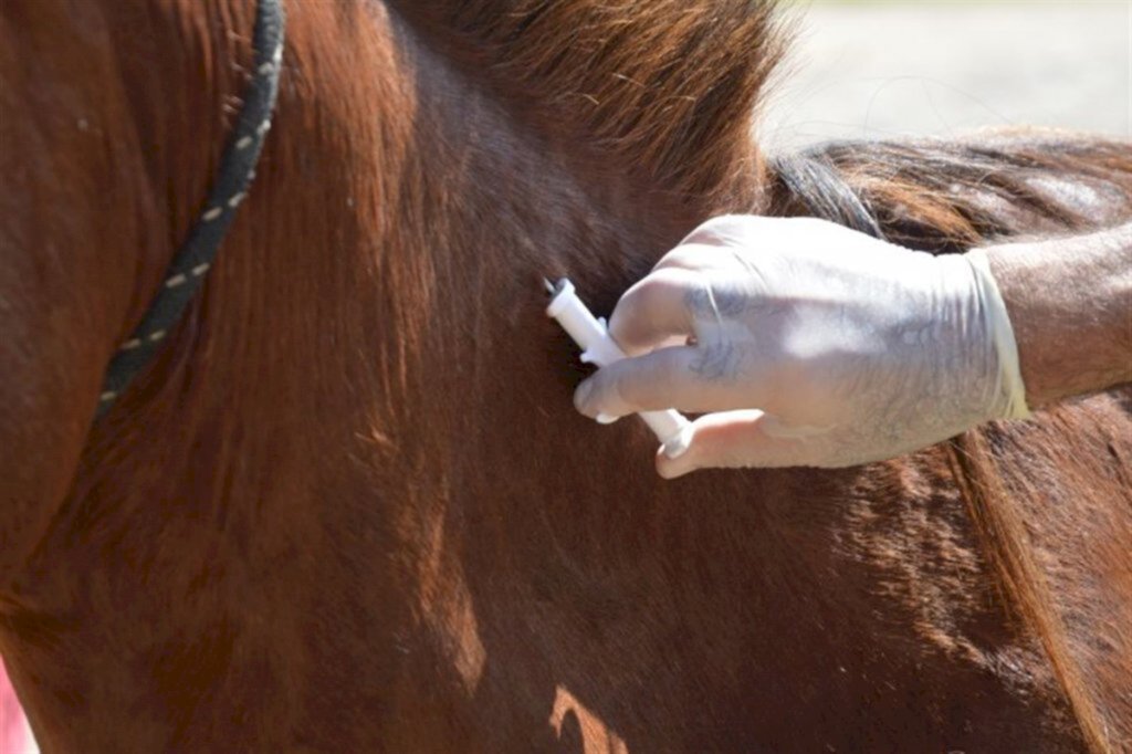 Microchipagem de cavalos será retomada nesta sexta-feira em Santa Maria