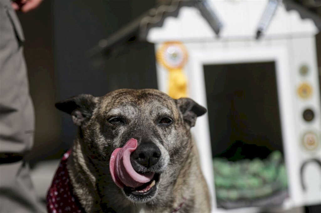 VÍDEO + FOTOS: Gorda, mascote da Brigada Militar, está de casa nova