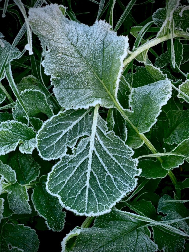 Foto: Renan Mattos (Diário) - 