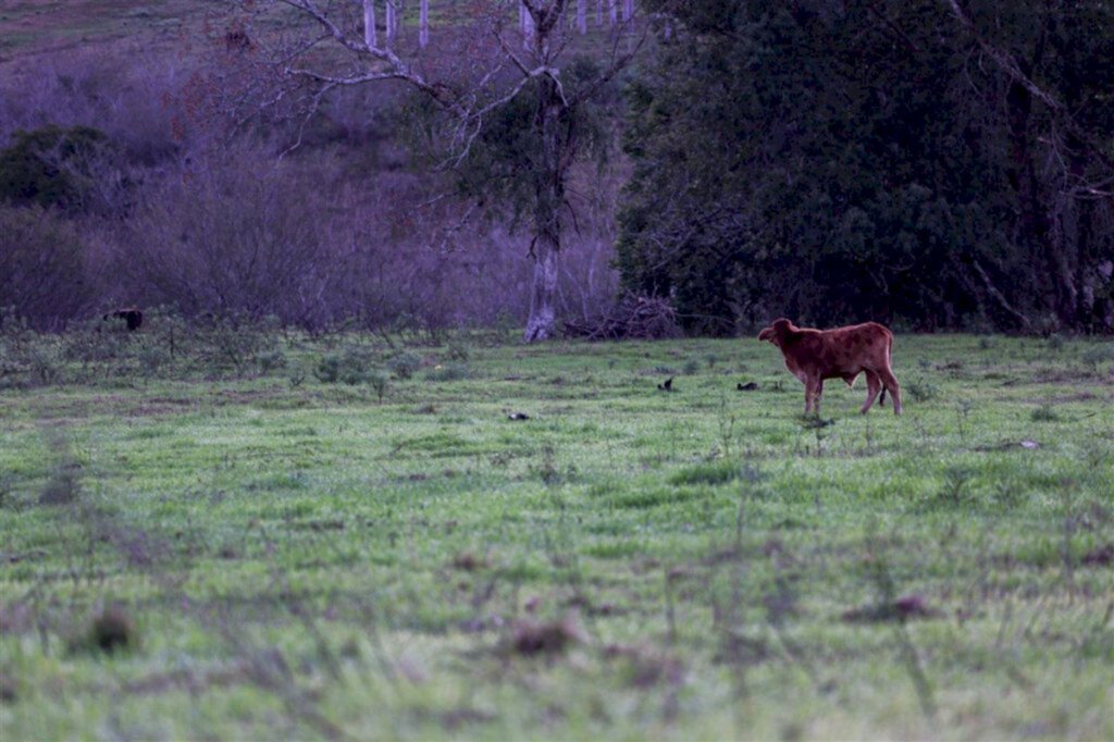 VÍDEO: semana amanhece gelada e região tem temperatura negativa