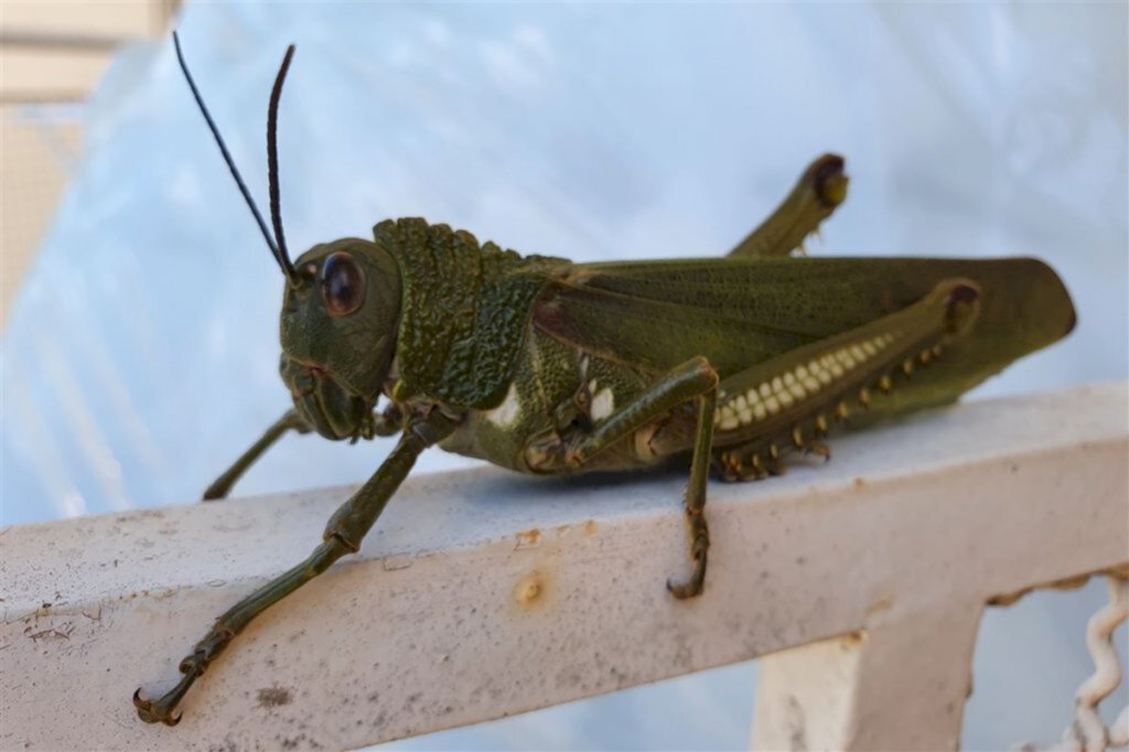 Foto: Jader Benvegnu (Arquivo Pessoal) - 