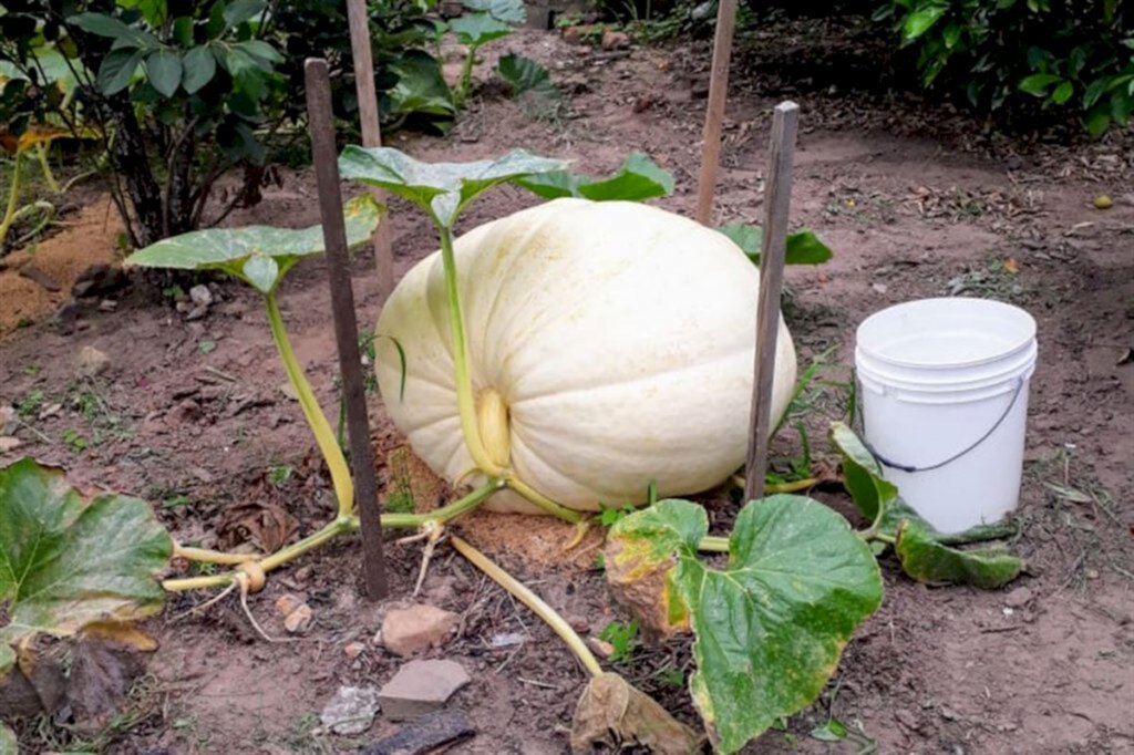 Produtor colhe abóbora de 124 quilos em São João do Polêsine