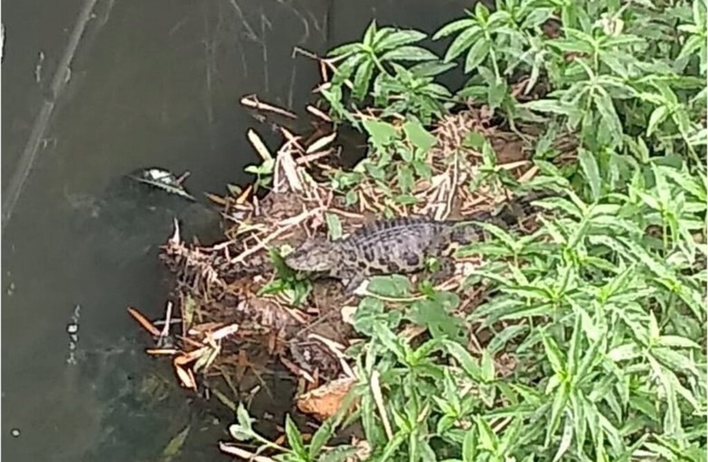 Foto: Evelyn Simões (Arquivo Pessoal) - 