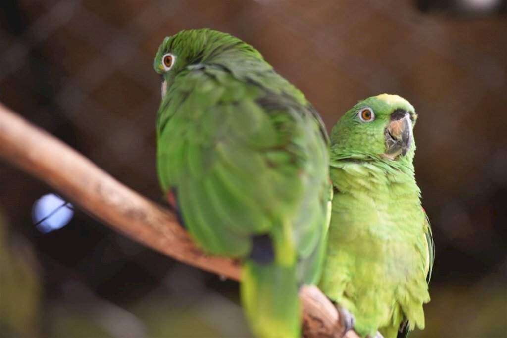 título imagem VÍDEO: campanha arrecada alimentos para os mais de 600 animais do São Braz