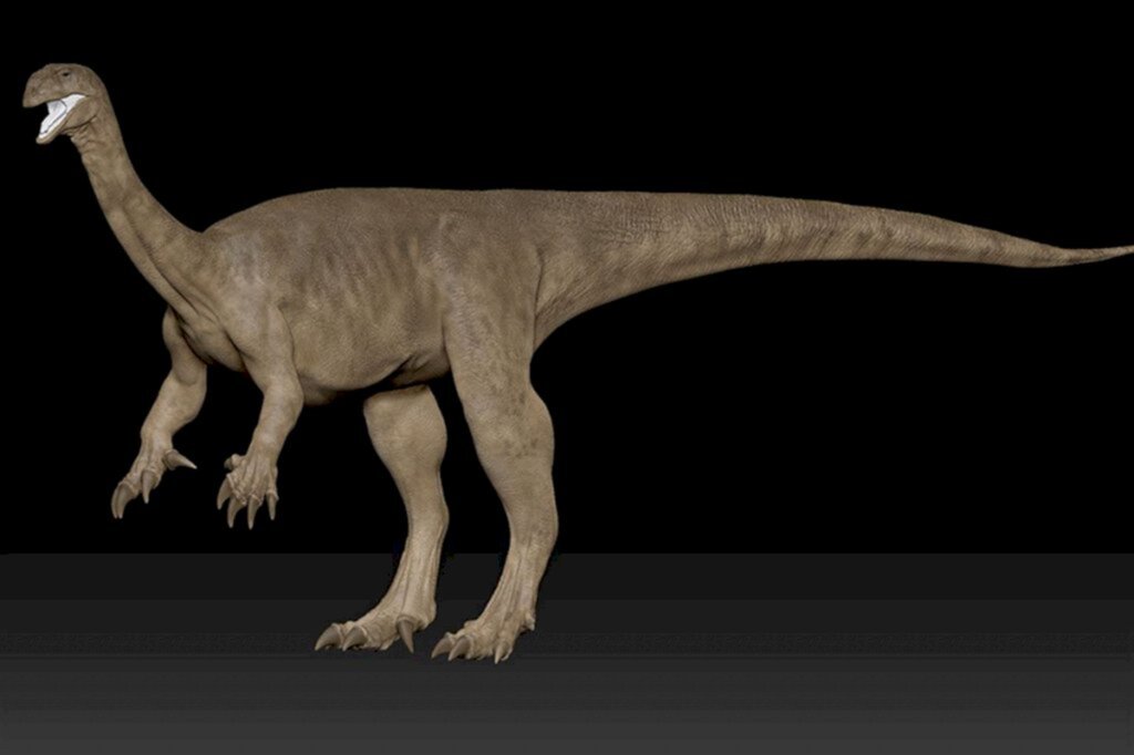 Conheça 15 fósseis descobertos na região