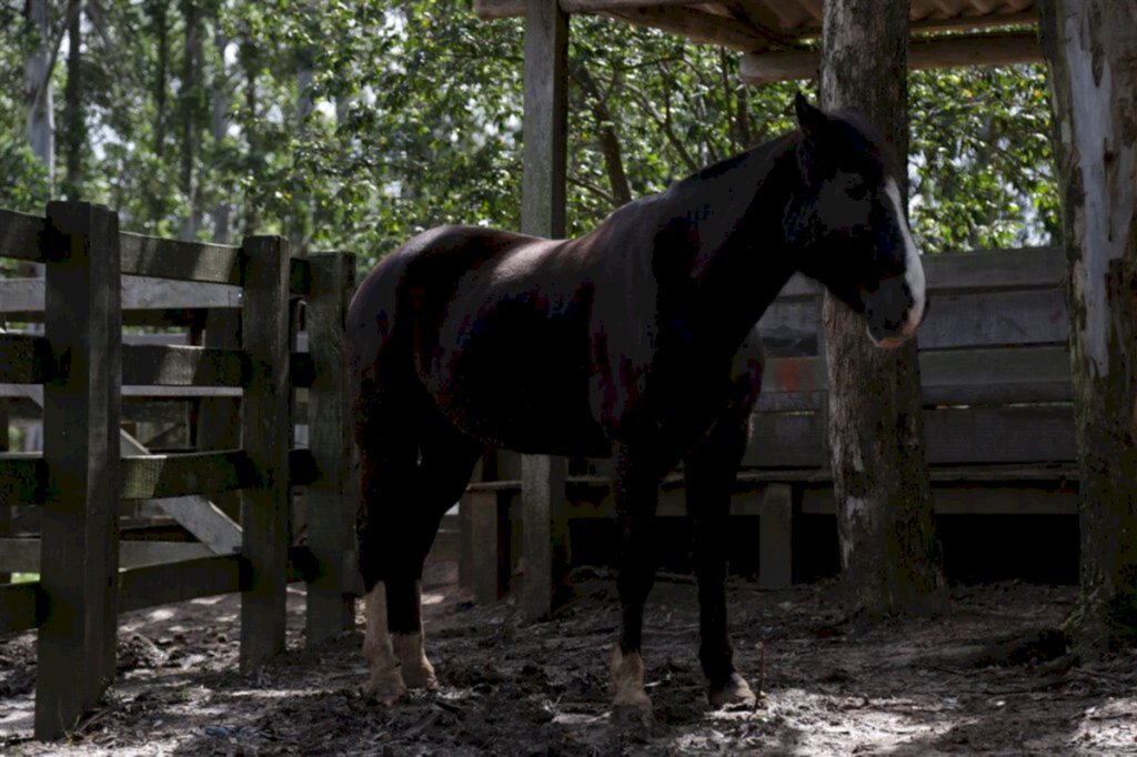 Depois de cinco anos, Santa Maria volta a registrar caso de mormo em equino