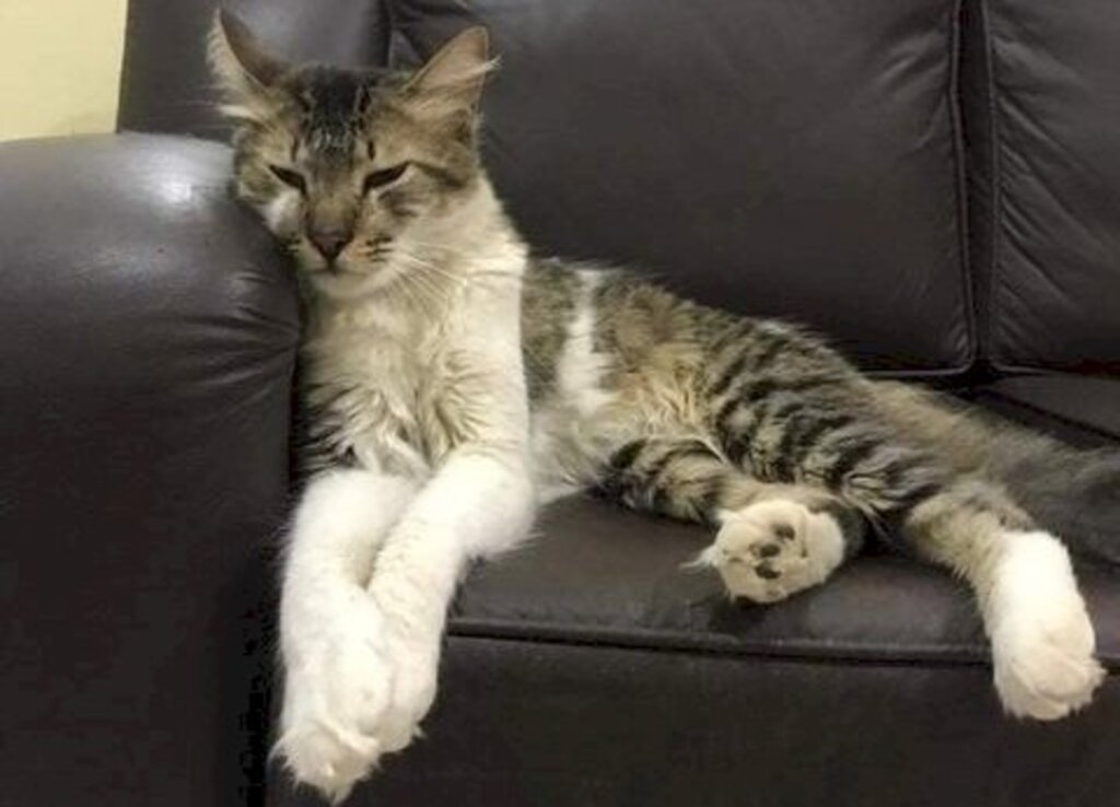 Família busca gatinho desaparecido na região sul de Santa Maria