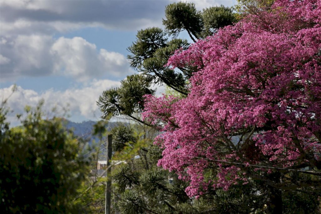 Foto: Renan Mattos (Diário) - 