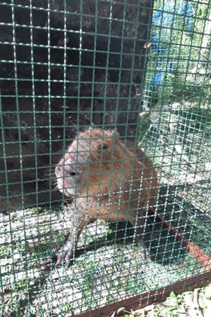 VÍDEO: capivara é resgatada de sede campestre de clube após 15 dias de tentativas