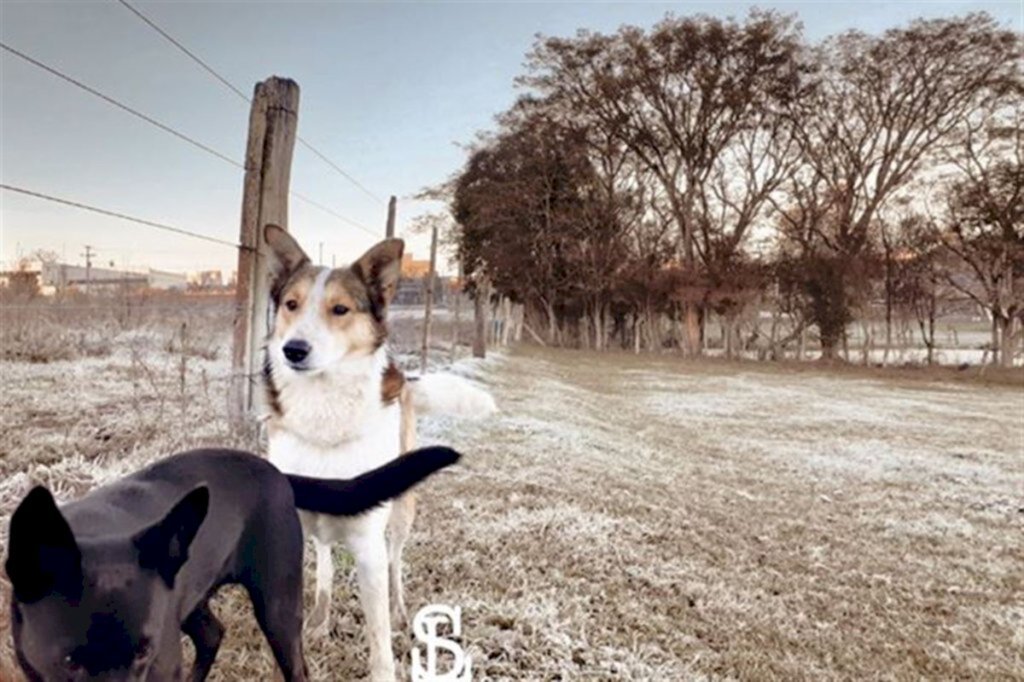 FOTOS DO LEITOR: as imagens da geada em Santa Maria e região
