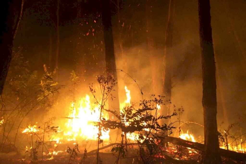 Focos de incêndio em vegetação quase dobraram em um ano. Veja como evitar