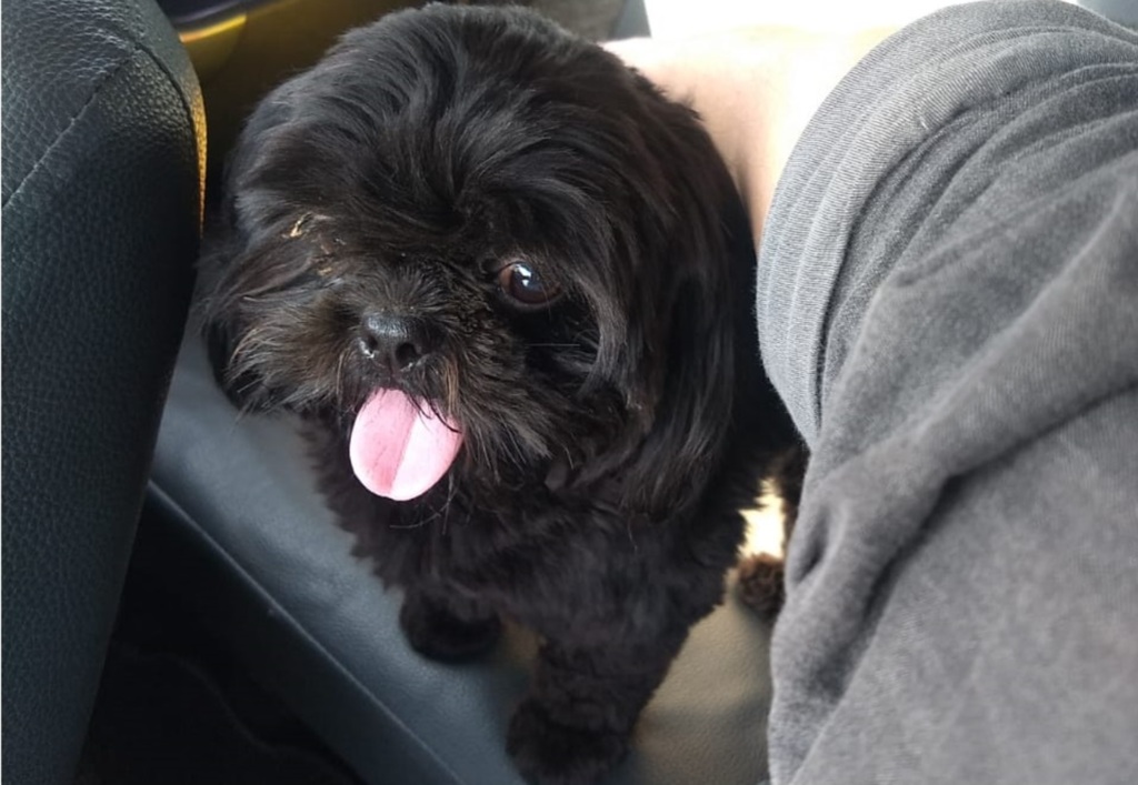 Cachorro é resgatado de cativeiro em Santa Maria