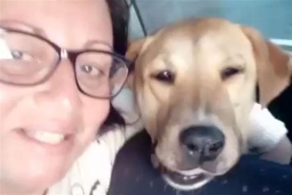 Cachorra tem mandíbula fraturada após ser espancada em Santa Maria