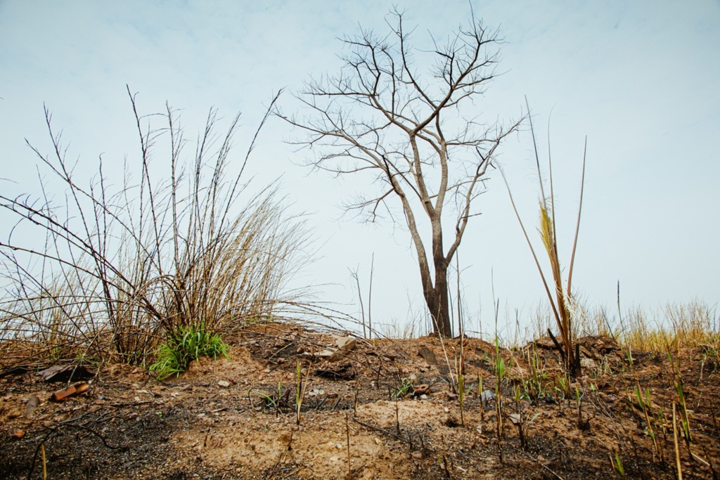 Santa Maria terá ato em defesa da Amazônia neste fim de semana