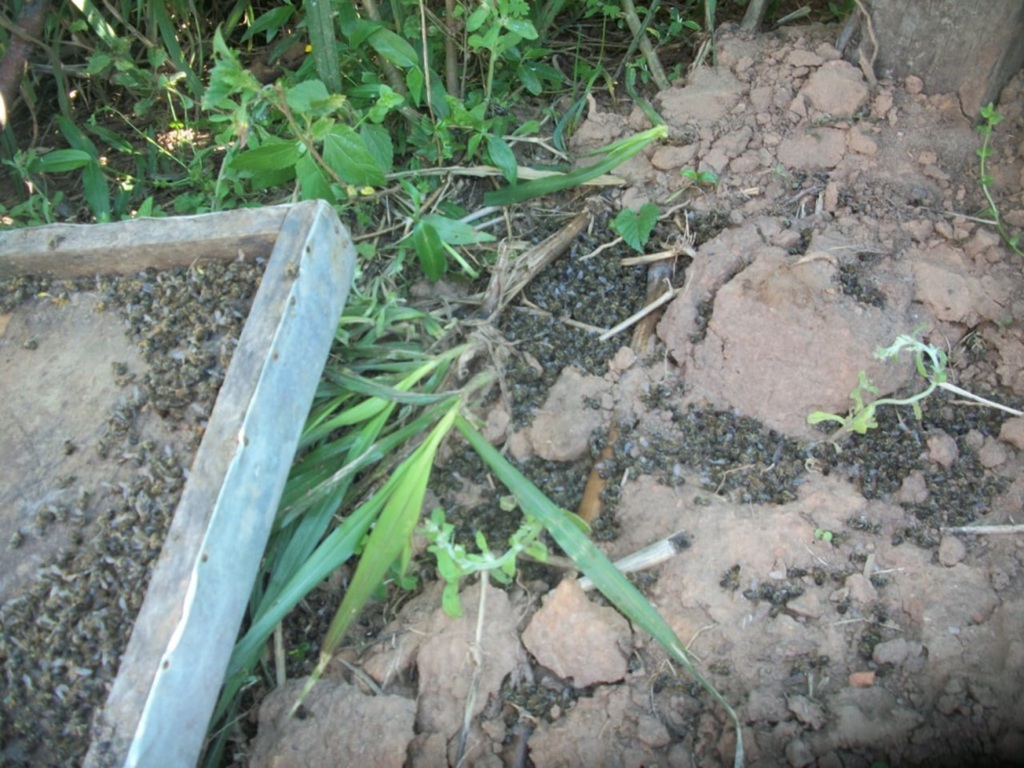 Governo autoriza registro de seis pesticidas com substância prejudicial a abelhas