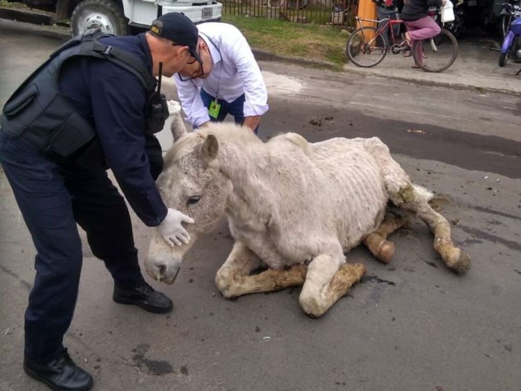 Cavalo abandonado foi resgatado no Bairro Nova Santa Marta nesta sexta