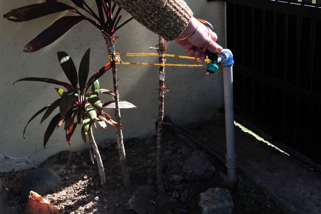 Foto: Ronald Mendes (Arquivo Diário) - 