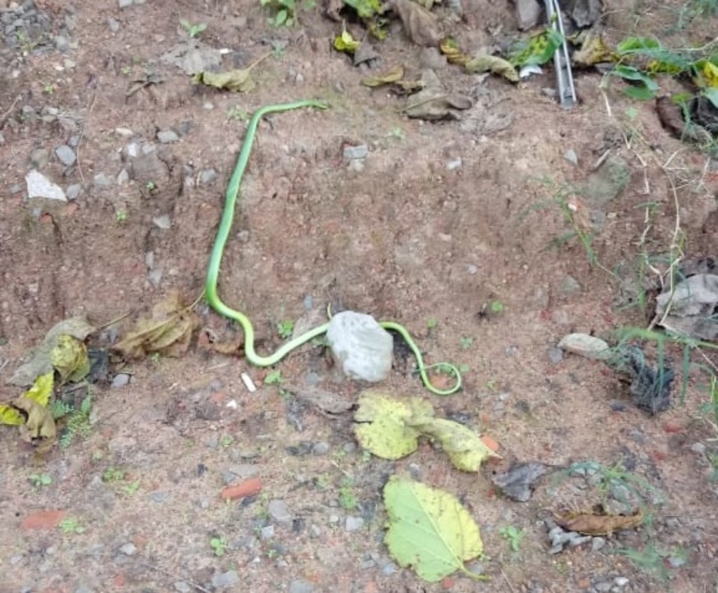 Após uma semana 'morando' em carro de família de Santa Maria, cobra é encontrada