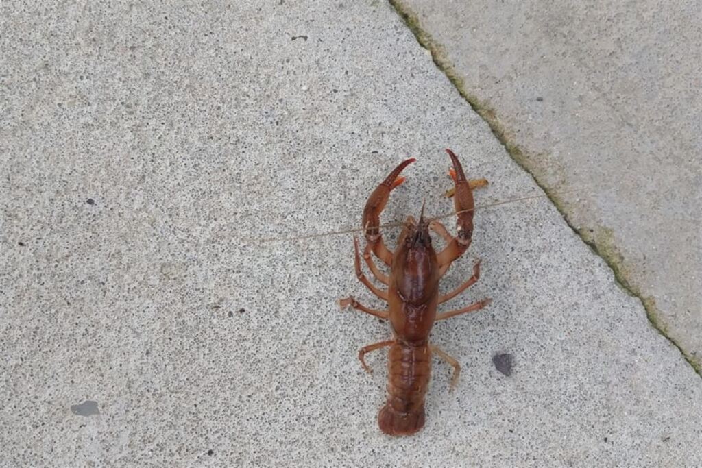 Lagostim é confundido com escorpião e deixa moradores assustados em Santa Maria