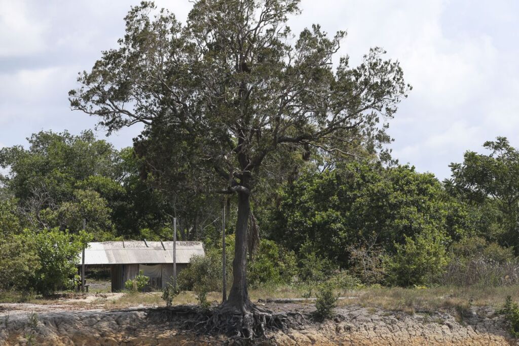 Um milhão de espécies estão ameaçadas de extinção, mostra ONU