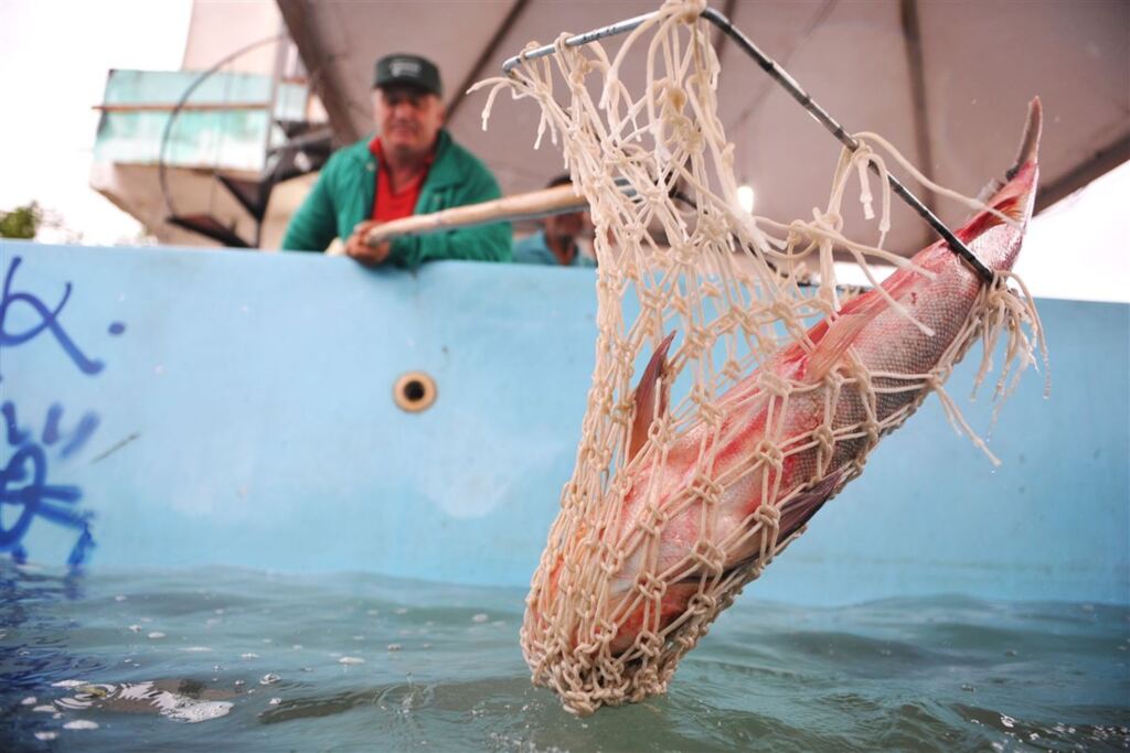 Feira do Peixe Vivo de 2019 tem data confirmada