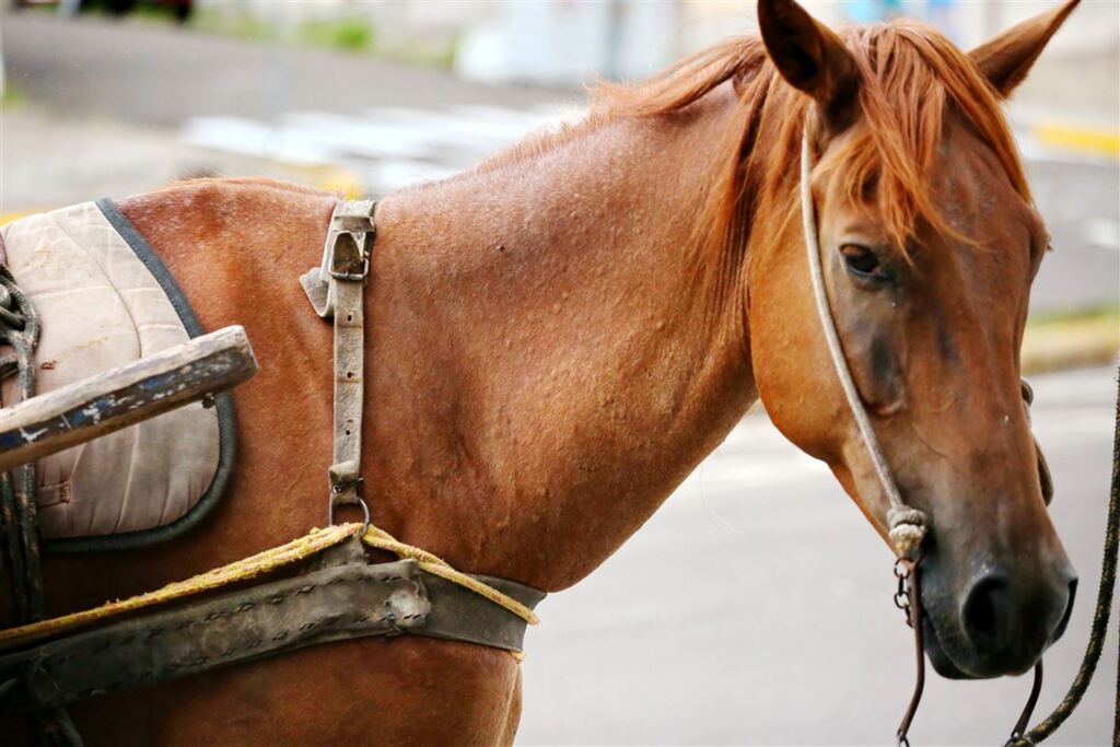 Foto: Renan Mattos (Diário) - Foto meramente ilustrativa