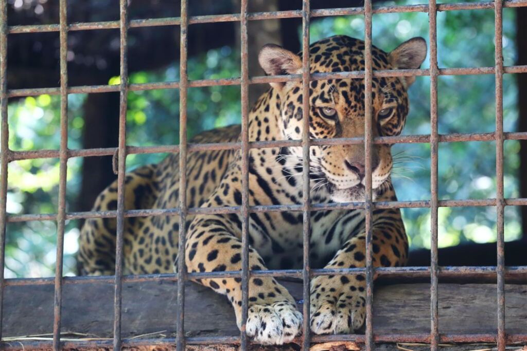 Pedro Piegas (Diário) - 