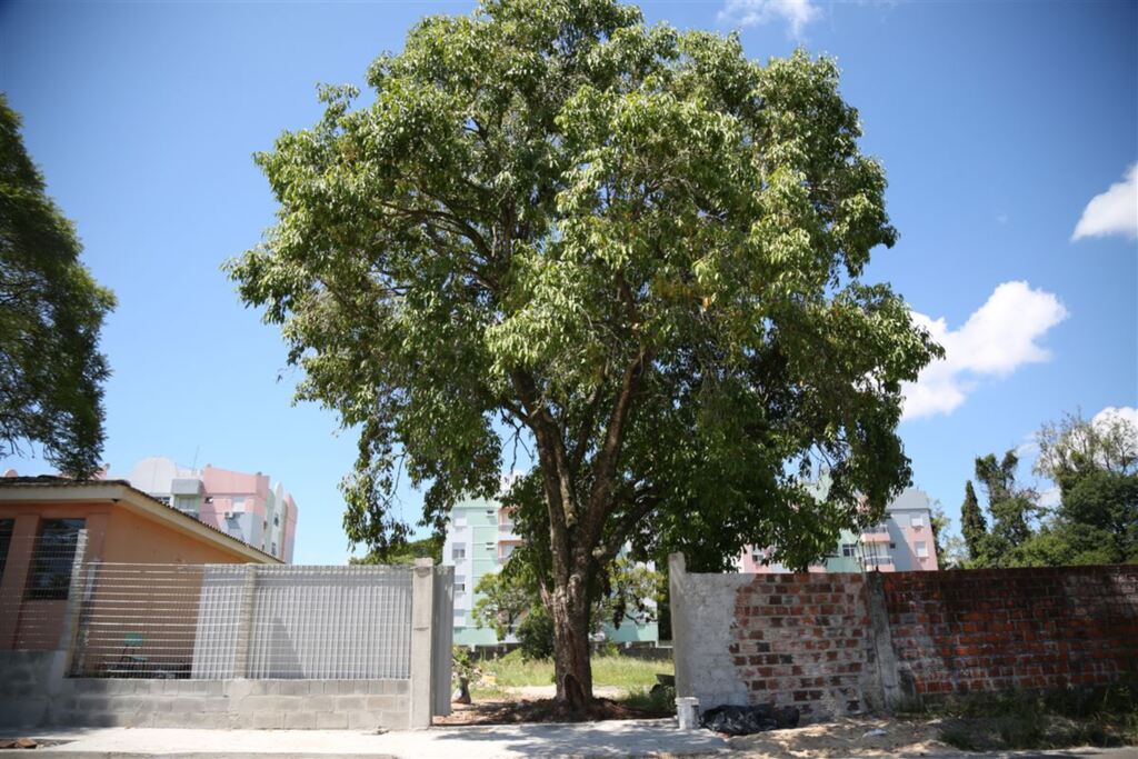 Foto: Renan Mattos (Diário) - Portão construído no pátio da Escola Municipal Dom Luiz Victor Sartori, no Bairro Nonoai, fica em frente a uma árvore existente no pátio da instituição. Obra seguiria o projeto da prefeitura