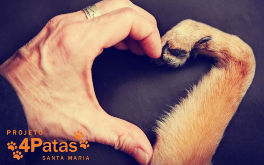 Vaquinha para castrar animais de rua de Santa Maria termina neste domingo