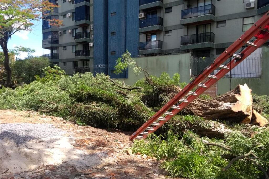 Foto: Pâmela Rubin Matge (Diário) - Derrubada da árvore levou cerca de seis horas