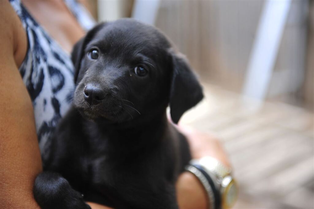 A partir desta quinta, Santa Maria conta com três shoppings pet friendly