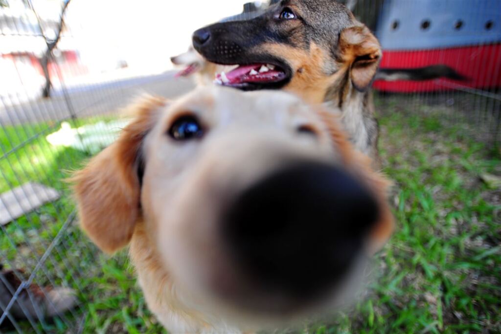 Domingo é dia de Feira de Adoção de Animais em Santa Maria