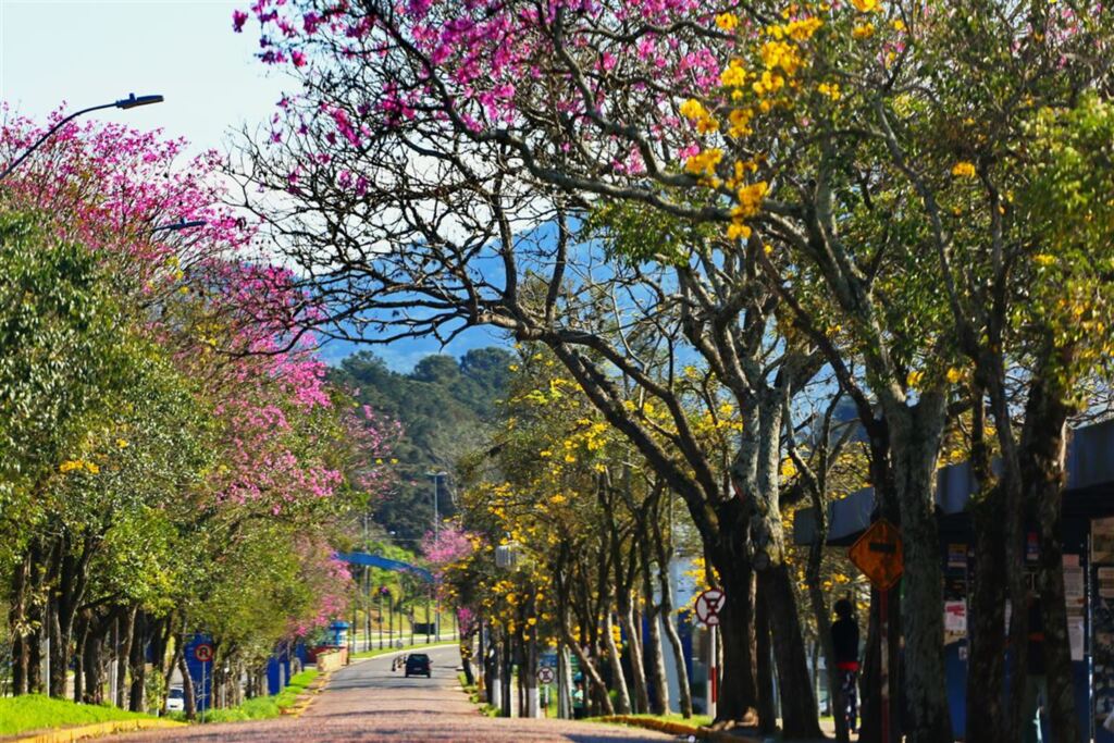 Fotos: Charles Guerra - As cores da primavera já enfeitam a Universidade Federal de Santa Maria (UFSM)