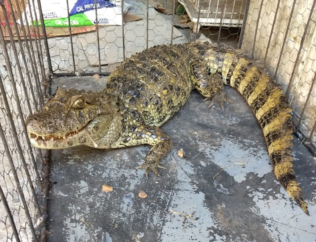 Jacaré é encontrado em bairro de Santa Maria