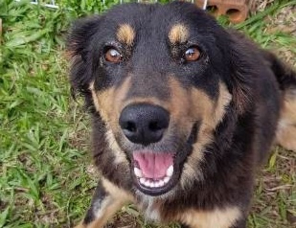 Cachorrinhos estarão disponíveis em feira de adoção