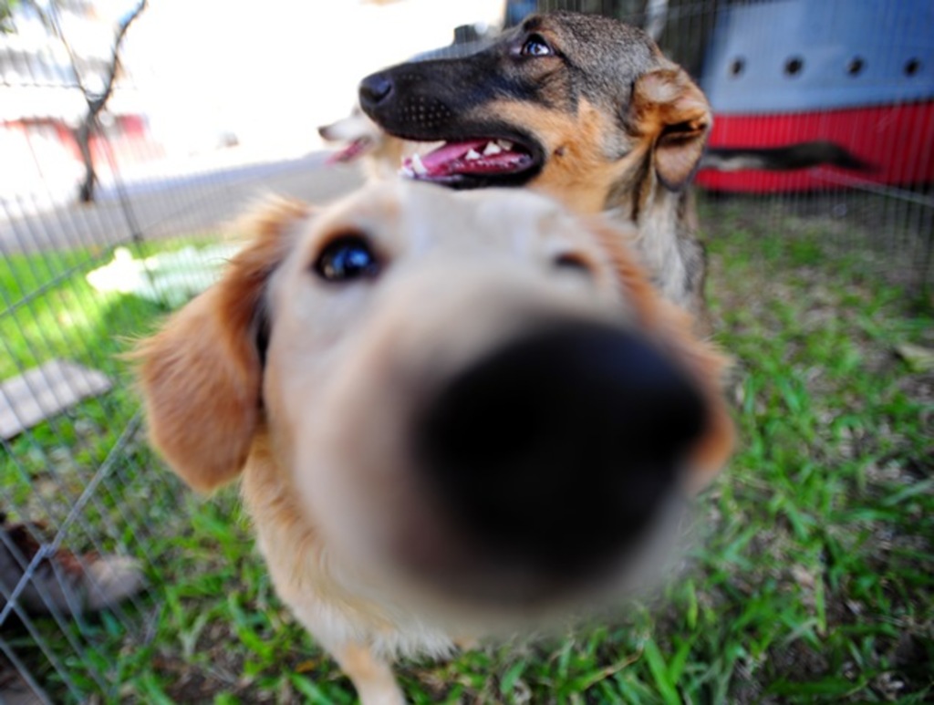 Grupo que auxilia animais de rua pede doações para manter serviços