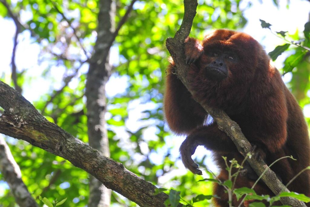 título imagem Bugio Fred é devolvido à natureza