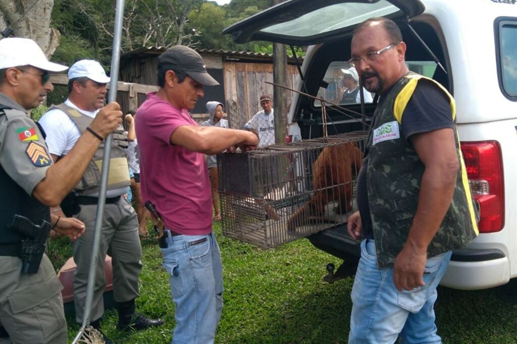 Foto: 2º Batalhão Ambiental (Divulgação) - Apreensão foi feita pelo Mantenedouro São Brás com apoio do 2º Batalhão Ambiental