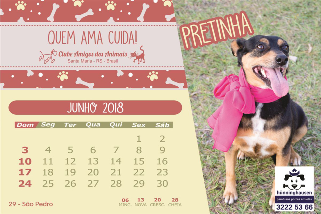Animais com histórias de abandono ilustram calendário