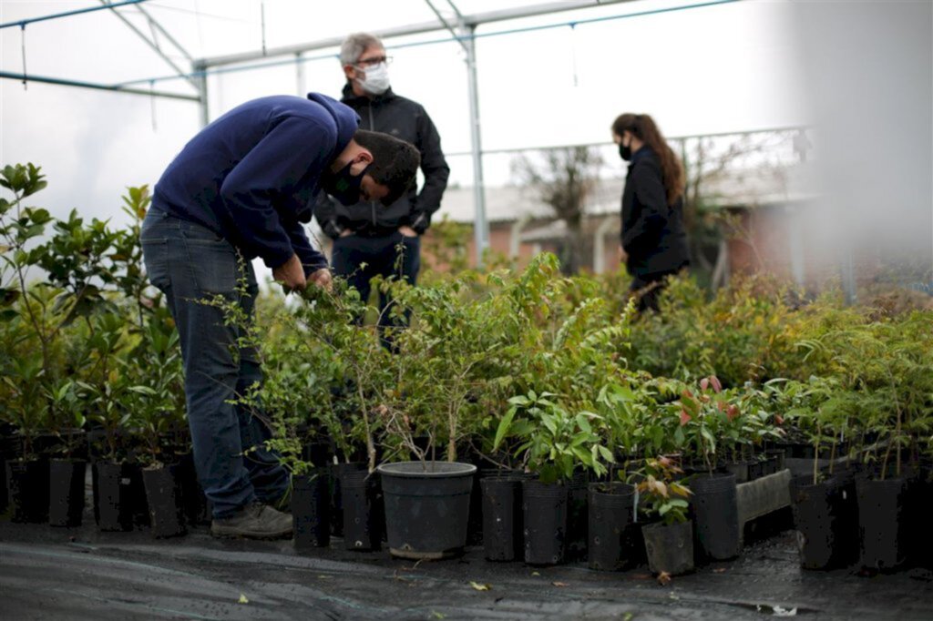 VÍDEO: projeto da UFSM produz mudas nativas de árvores frutíferas