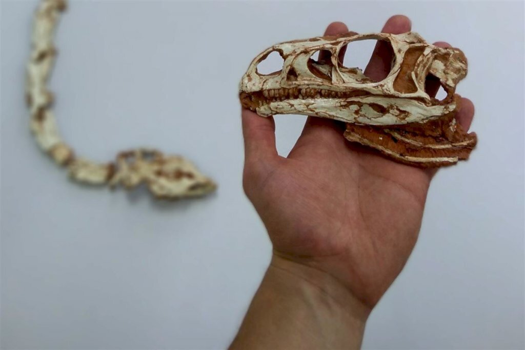título imagem VÍDEO: pesquisa da UFSM investiga olfato de dinossauros 'pescoçudos' na região
