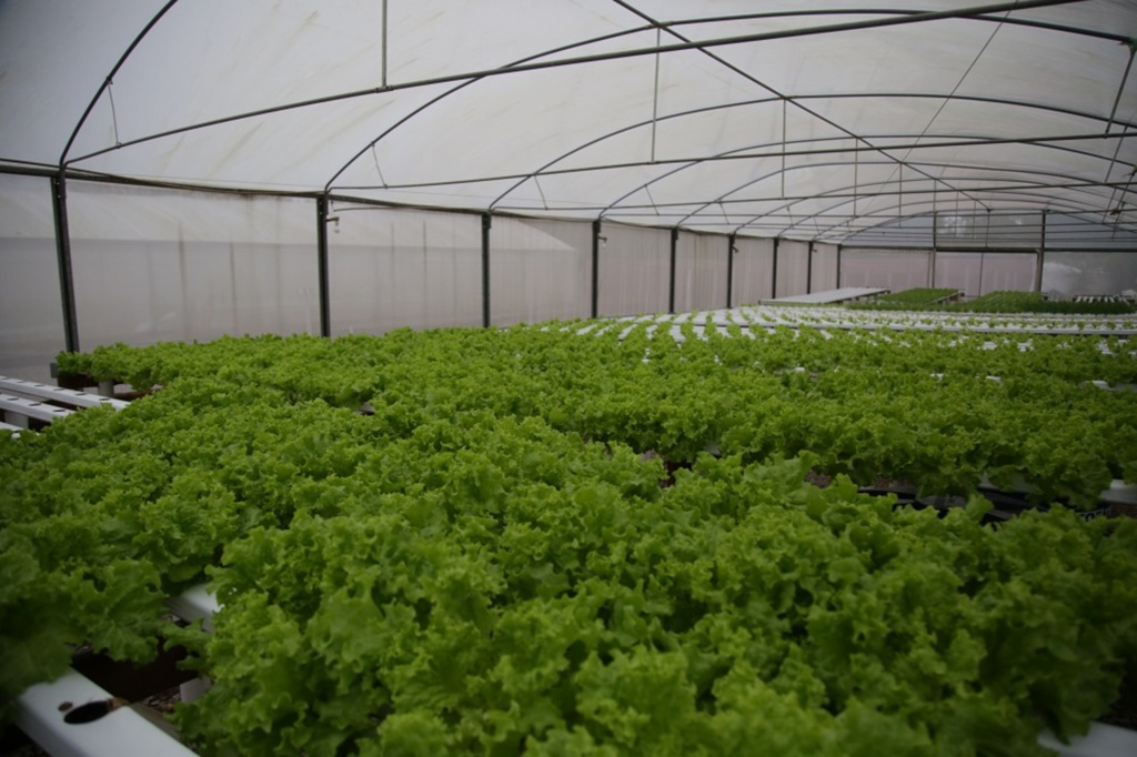 Capes abre processo seletivo para doutorado em Agricultura nos EUA