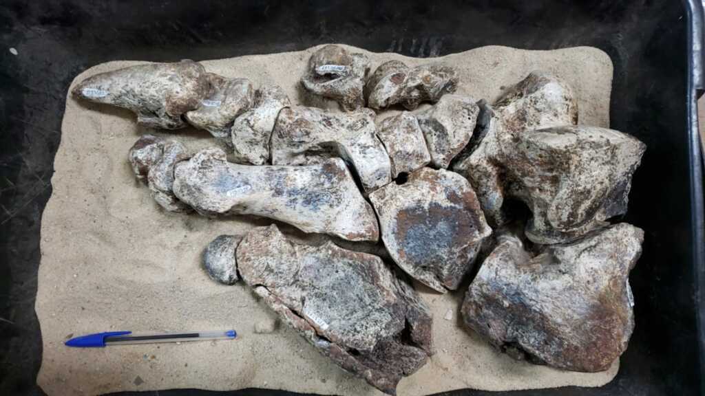 Após descoberta de preguiça gigante, pesquisadores da UFSM publicam estudo