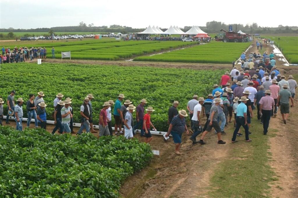 UFSM sedia evento técnico sobre manejo do arroz e da soja na Região Central
