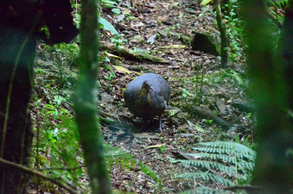 Evento na UFSM debaterá a preservação das aves