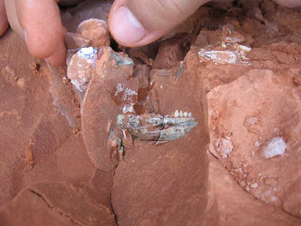 Jornal inglês publica mais um estudo de dinossauro encontrado pela UFSM