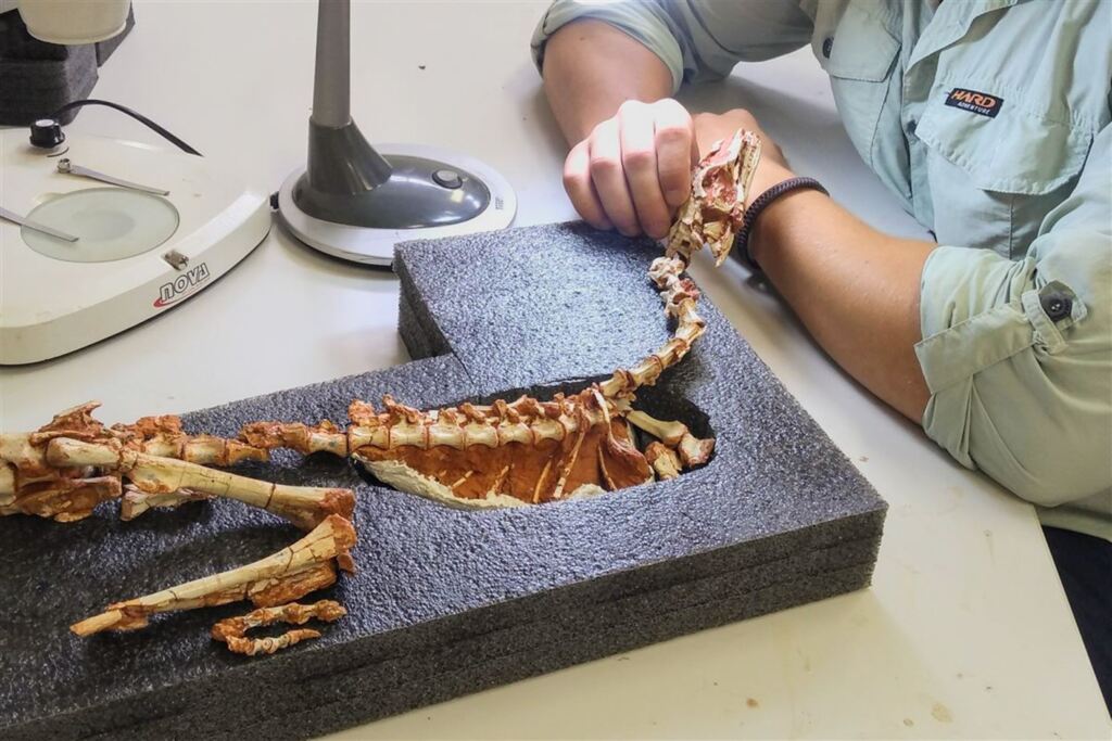 Jornal da Inglaterra publica estudo de fóssil encontrado em São João do Polêsine