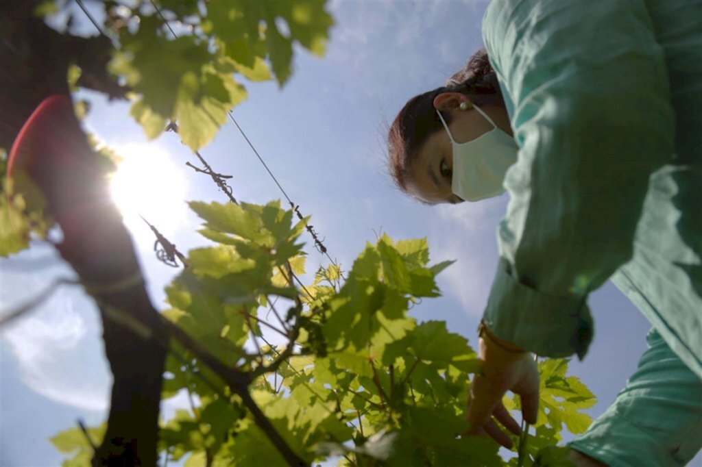 Clima da primavera é favorável para uma boa safra de uva em Santa Maria